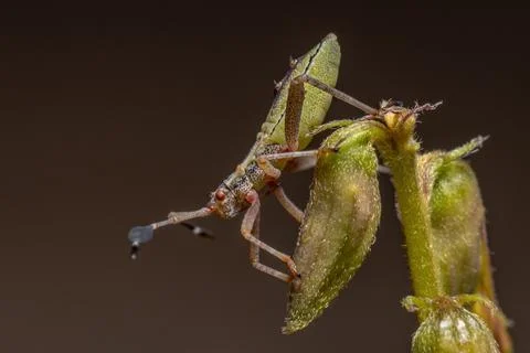 Leaf-footed Bug Nymph Stock Photos