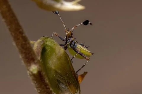 Leaf-footed Bug Nymph Foto stock