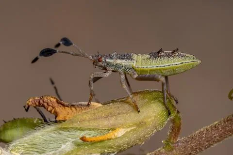 Leaf-footed Bug Nymph Stock Photos
