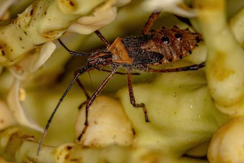 Leaf footed Bug Nymph Stock Photos