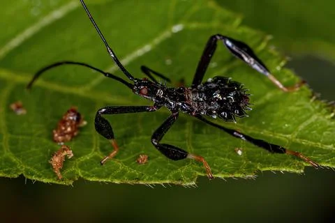 Leaf-footed Bug Nymph Stock Photos