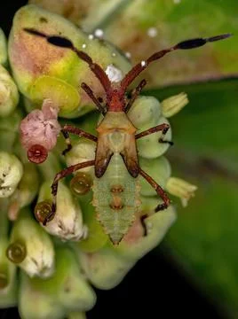 Leaf-footed Bug Nymph Stock Photos