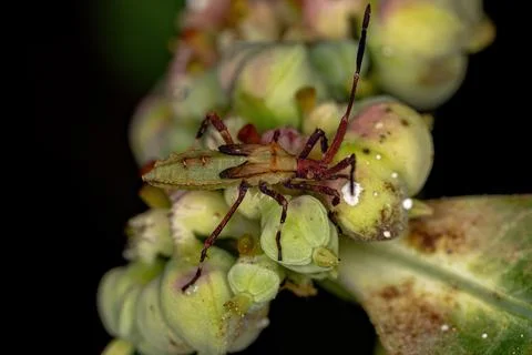 Leaf-footed Bug Nymph Stock Photos