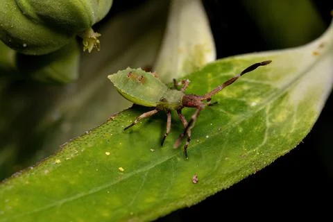 Leaf-footed Bug Nymph Stock Photos