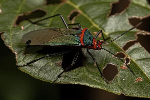 Leaf footed Bug Nymph Stock Photos