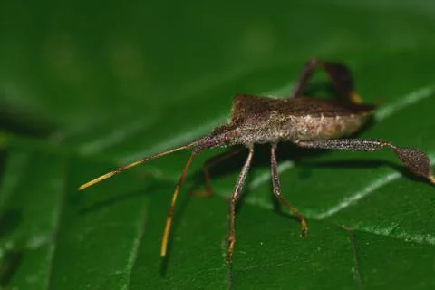 Leaf Footed Bug 스톡 사진