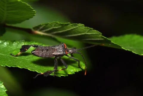 Leaf-Footed Bug Stock Photos