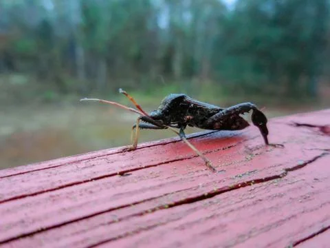 Leaf footed bug 写真素材
