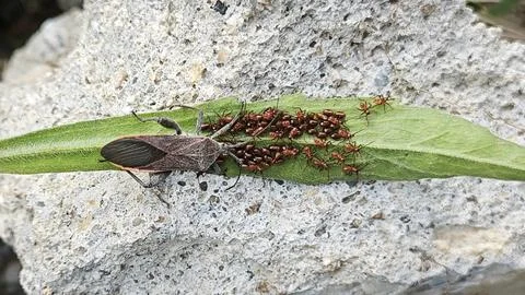 Leaf footed bug Stock Photos