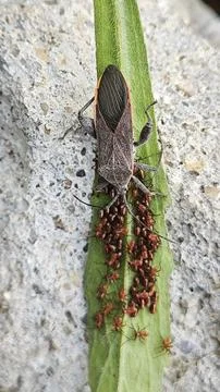 Leaf footed bug Stock Photos
