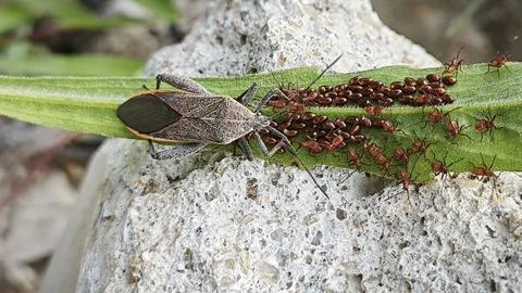 Leaf footed bug Stock Photos