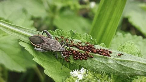 Leaf footed bug Stock Photos