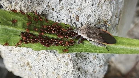 Leaf footed bug Stock Photos
