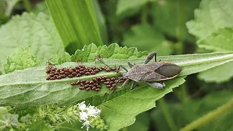 Leaf footed bug Stock Photos