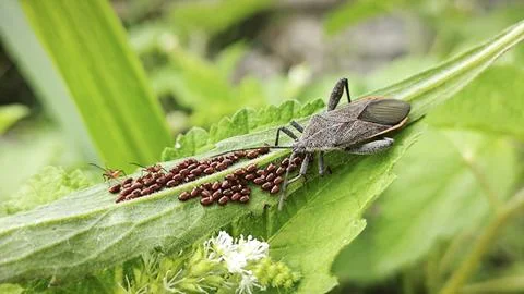 Leaf footed bug Stock Photos