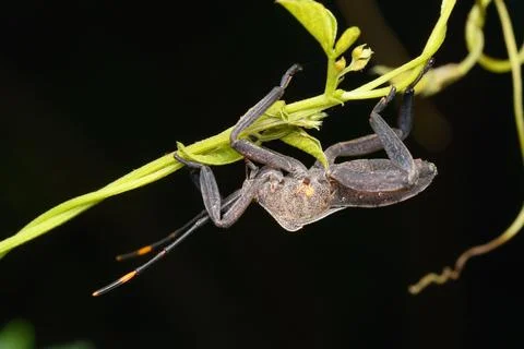 Leaf-footed Bug on Plant, Satara, Maharashtra Stock Photos