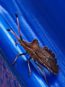 Leaf footed bug resting on blue plastic surface 库存照片