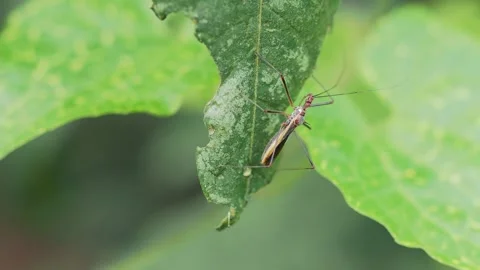 Leaf Footed Bug Resting on Green Leaf Macro Close Up Видео 334274174