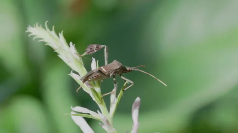 Leaf Footed Bug Resting on Wildflower Stem, 4K Macro Wildlife Footage Stock Footage 341987854