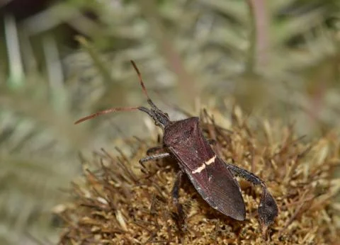 Leaf Footed bug on a thistle. Foto stock
