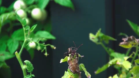 Leaf Footed Bug on Tomato Plant Vídeo Stock 138229296