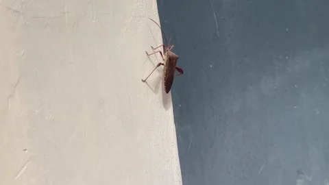 Leaf footed bug on wall Stock Footage 322597146