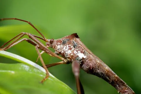 Leaf Footed Bugs animal macro photo in the wild Stock Photos