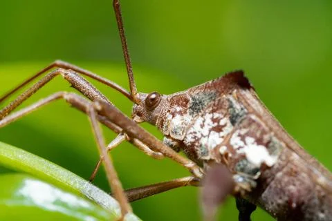 Leaf Footed Bugs animal macro photo in the wild Stock Photos