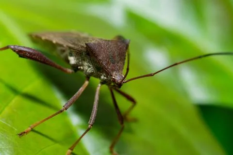 Leaf Footed Bugs animal macro photo in the wild Stock Photos