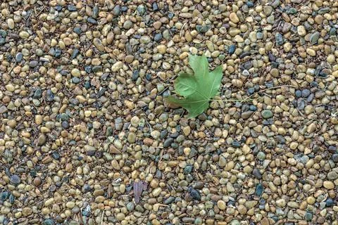 Leaf on the footpath. Stock Photos