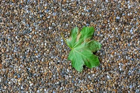 Leaf on the footpath. Stock Photos