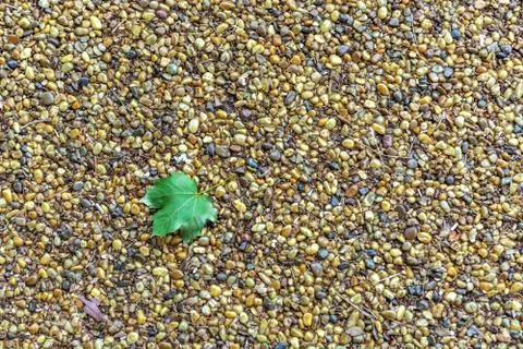 Leaf on the footway. Stock Photos