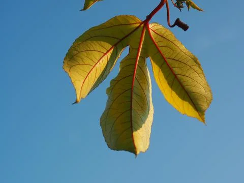 Leaf foreground in  blue sky background Stock Photos