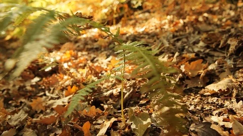 Leaf on foreground with unfocused background Stock Footage 99117222