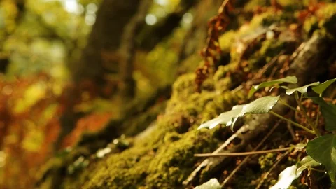Leaf on foreground with unfocused background Stock Footage 99117225