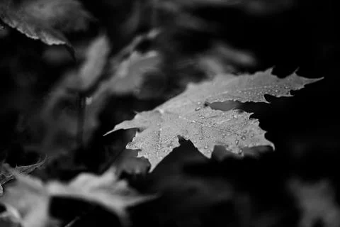 Leaf in forest with dew drops after rain. Black and white photo. Mood Stock Photos