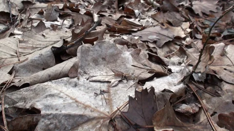 Leaf in the Forest Stock Footage 35827036