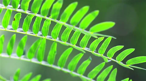 Leaf in forest Stock-Footage 42161008