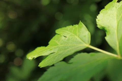Leaf in Forest Stock Photos