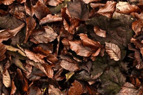 Leaf in the forest Stock Photos