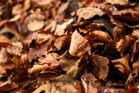 Leaf in the forest Stock Photos