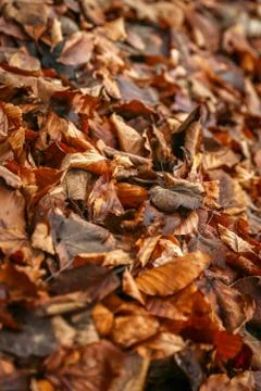 Leaf in the forest Stock Photos
