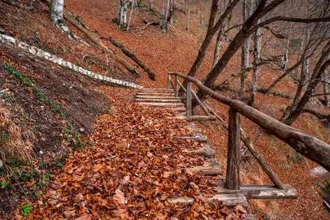 Leaf in the forest Stock Photos