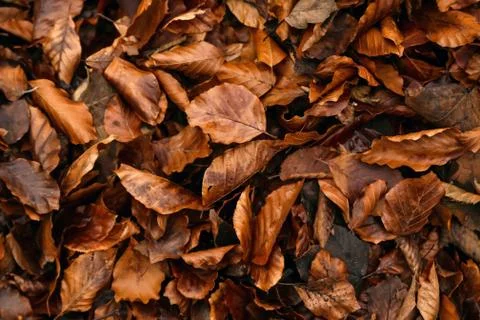 Leaf in the forest Foto stock