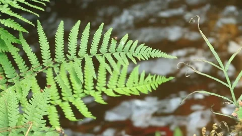 Leaf in the forest with river	 Video stock 305820154