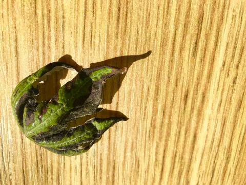 A leaf in the form of a trident lies on the table. Foto stock