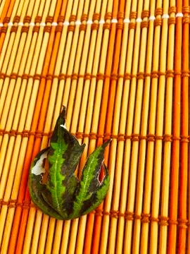 A leaf in the form of a trident lies on the table. Stock Photos