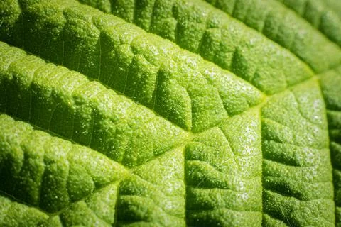 Leaf formation close-up leaf shape. 写真素材
