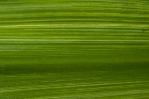 A leaf forming a beautiful texture pattern background Stock Photos