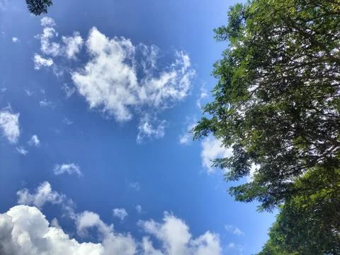 Leaf Frame Sky View Stock Photos
